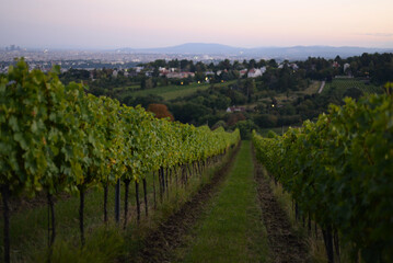Vineyard rows during harvest season against the backdrop of the city Vienna panorama. Grapes cultivation for the production of wine in vineyards in Vienna, Kahlenberg mountain
