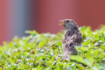 Passer domesticus aka house sparrow female perched on the bush. Common bird in Czech republic.