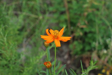 Obraz premium 황코스모스