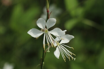 Fototapeta premium 나비바늘꽃