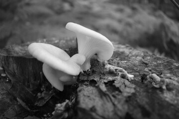 Station Chêne Rouge 16 Au 18 Août 2024 - N&B