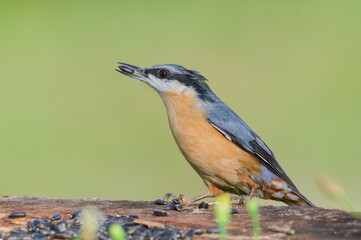 Obraz premium Sitta europaea aka Eurasian nuthatch with the seed in his beak. Very close-up portrait. Isolated on blurred background.
