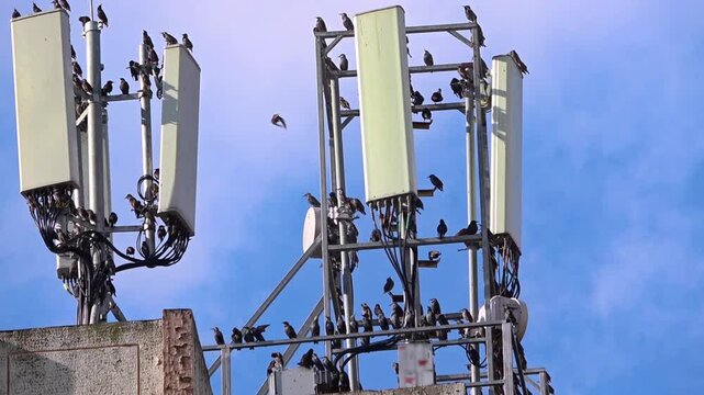 Migratory Birds Perched on Cell Phone Base Station Antennas Footage.