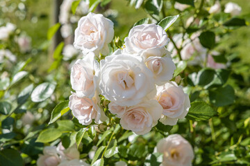 Beautiful delicate flowers pink rose with green leaves are on a blurred green background