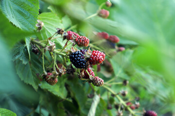 Ripe blackberries on green branches, close-up