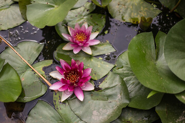 Water lilies float on the water