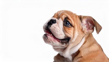 Obraz premium 笑顔のブルドッグの子犬のポートレート（Portrait of a smiling Bulldog puppy on white background） 