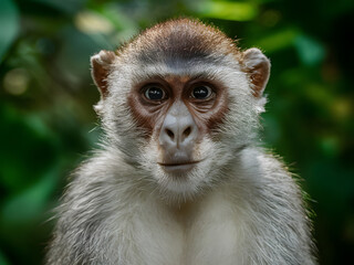 Fototapeta premium Retrato de un mono en la jungla concepto de viruela y enfermedad