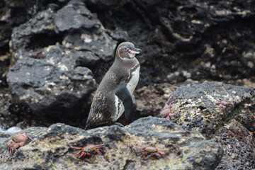 Galapagos Penguin (Spheniscus mendiculus) standing on rocks with crabs in the Galapagos Islands of Ecuador. Black and white penguin with pink on bill.
