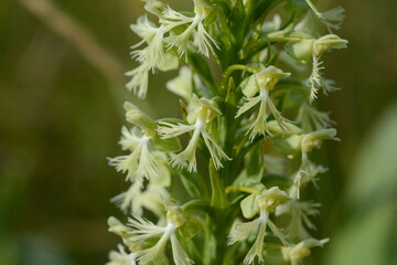 Ragged Fringed Orchid (Platanthera lacera) or green fringed bog-orchid flowers in a bog and wet...