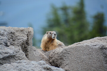 Yellow-bellied marmot (Marmota flaviventris), or rock chuck, peers over a boulder on Mount Hood with trees in the background. This large rodent in the ground squirrel genus lives in Western mountains.