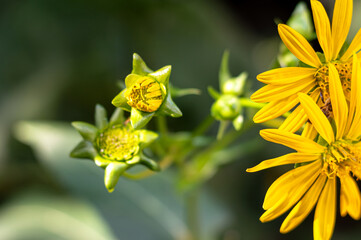 Fototapeta premium Macro of yellow beautiful flowers and buds on blurred dark background. Nature, blooming