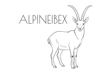 Illustration of a Animal - AlpineIbex, Mammalia	