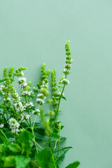 peppermint bloomig.Fragrant herbs and spices.Mint extract in food and cosmetic industries. Medicinal useful herbs 