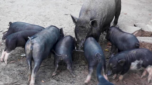 Vietnamese pot-bellied pigs (Sus scrofa f. domestica) are fed in the village, Vietnam, Asia