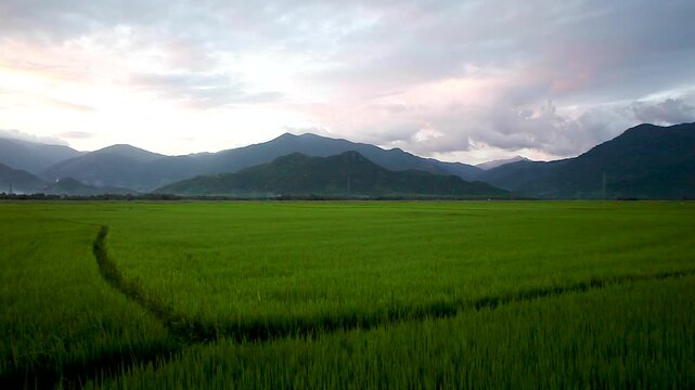 Rice fields and mountains in the Nha Trang region, Vietnam, Asia