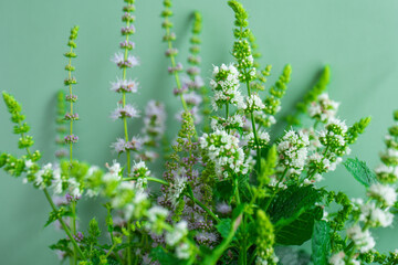 Mint extract in food and cosmetic industries. bunch of peppermint close-up.Mint blossoming .Fragrant herbs and spices. Useful plants 