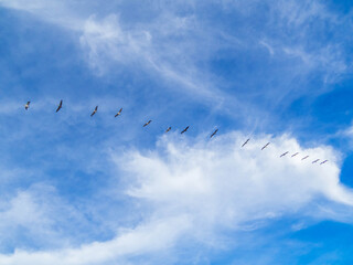 Fototapeta premium Costa Rican Pelicans