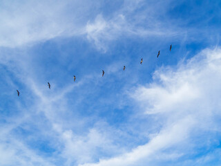 Fototapeta premium Costa Rican Pelicans