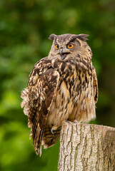 great horned owl sitting on a post