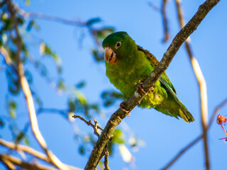 Costa Rican Parrots