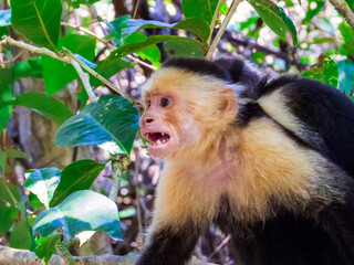 Costa Rican Spider Monkey
