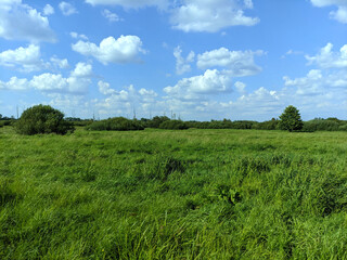 Fototapeta premium A serene rural landscape featuring a vast green grassland under a bright blue sky with fluffy white clouds. The scene evokes peace and natural beauty, perfect for a tranquil summer day.