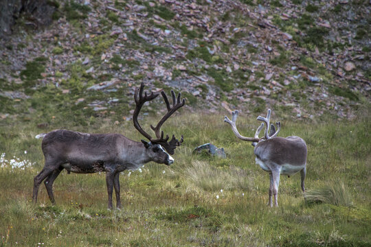 Rentiere auf der felsigen Wiese in Nordvagen, Insel Mageroya, Norwegen