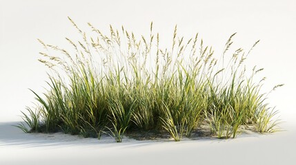 Mixed prairie grass bed featuring tall bluestem and switchgrass, ideal for natural landscaping and erosion control, isolated on white background