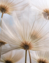 Obraz premium Ethereal dandelion seeds captured in a soft glow, embodying the delicate art of nature. Generative AI.