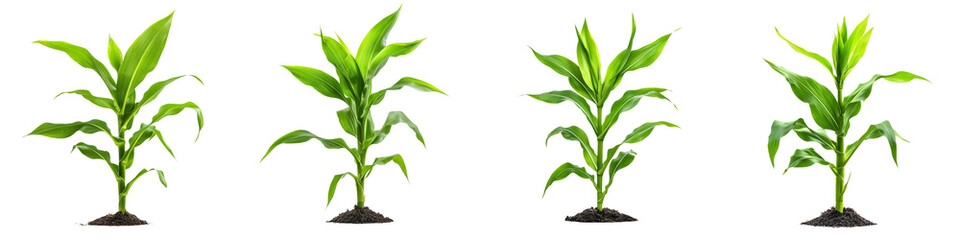 Fototapeta premium set of a Isolated green corn plant on a white background, with no shadows or reflections, on a transparent background