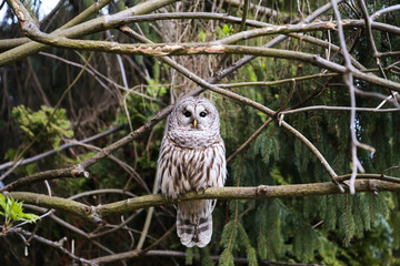 wild owl on a branch