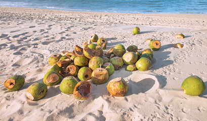 Coconuts discarded as garbage, beach, sand, sands, environment, environment impact, ecology,...