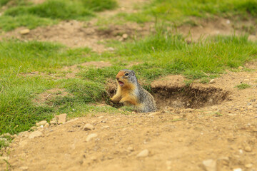 ground squirrel is on the lookout