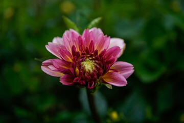 Obraz premium Pink and yellow dahlia in an outdoor garden space.