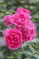Rose (Rosa sp.)