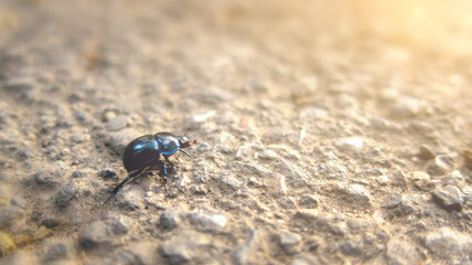 Geotrupidae, black beetle, earth-boring dung beetle, or dor beetle insect on stone road in sunset light