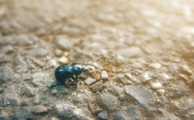  Geotrupidae, black beetle, earth-boring dung beetle, or dor beetle insect on stone road in sunset light