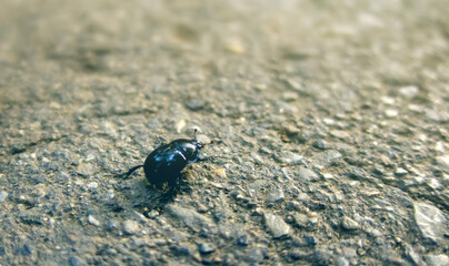  Geotrupidae, black beetle, earth-boring dung beetle, or dor beetle insect on stone road in sunset light