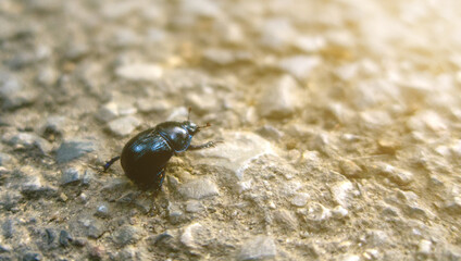  Geotrupidae, black beetle, earth-boring dung beetle, or dor beetle insect on stone road in sunset light