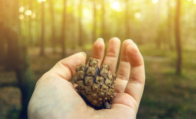 Pine cone in human hand close up, person holding, green forest in background as illustration and...