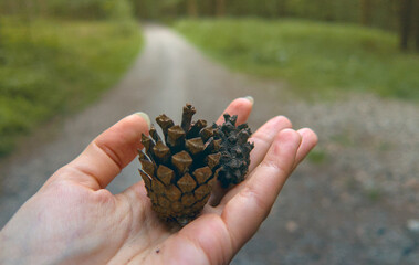 Pine cone in human hand close up, person holding, green forest in background as illustration and symbol of life, love to nature, ecology, human impact and walking