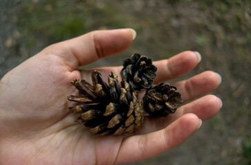 Pine cone in human hand close up, person holding, green forest in background as illustration and symbol of life, love to nature, ecology, human impact and walking