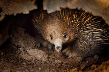 The short-beaked echidna is covered in fur and spines and has a distinctive snout and a specialised tongue, which it uses to catch its insect prey at a great speed.