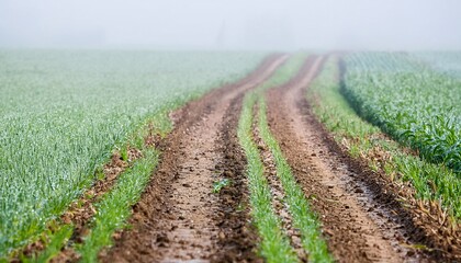 Obraz premium a path that runs through the bordering agricultural landscape. generative ai
