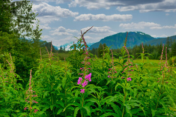 Scenes of the Abundent Nature in Alaska