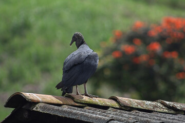 Black Vulture