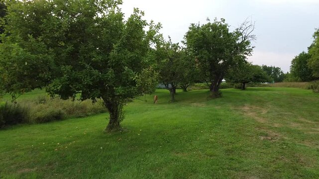 Un drone s'approche d'un Cerf de Virginie femelle ( chevreuil ) mangeant des pommes vertes paisiblement sur une pelouse tondue sous une plantation de pommiers sauvages.