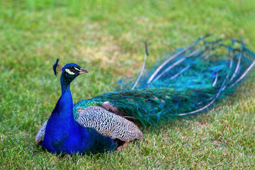 Obraz premium Beautiful peacock with a long tail sits on green grass and looks at the camera. Rich blue and turquoise colors. Birds in their natural habitat. Parks and reserves.
