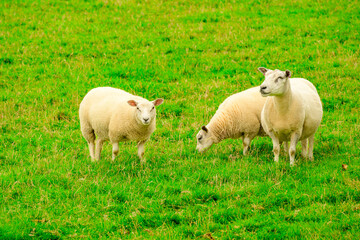 Fototapeta premium Lambs grazing on green pasture in the Scottish countryside, room for text